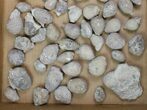Lot - Uncleaned Holocystites Cystoids - Pieces #138166-2